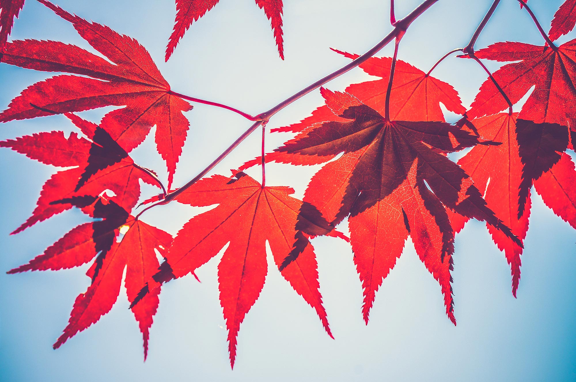fall leaves