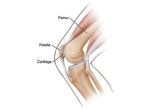 Knee Illustration
